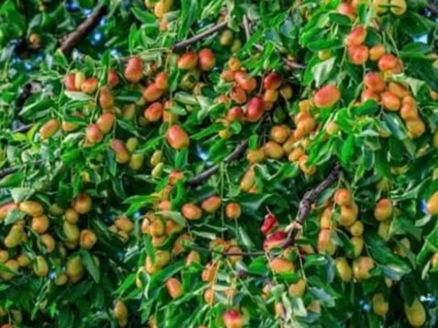 Tổ tiên dặn: "Không chặt 2 cây này, rủi ro tránh xa, đói nghèo không ghé thăm"