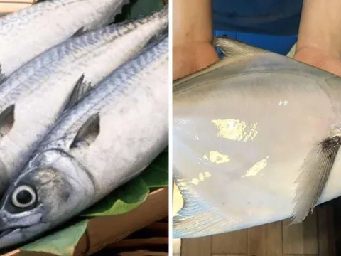 3 loại cá đang vào mùa: Thịt dày, xương ít, dễ tiêu và ngon quên lối về, không ăn quá phí