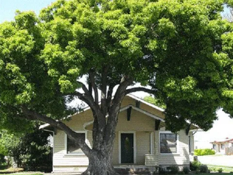 Các cụ dặn không sai: Trồng nhầm cây trước cửa, Thần Tài sẽ đi lạc, tiền bạc tiêu tán, rước họa vào thân