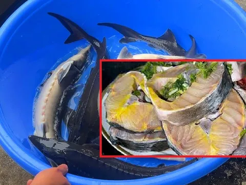 Loại cá không xương, ngon hơn cá Chép, bổ hơn cá Thu, giàu Omega 3 bậc nhất