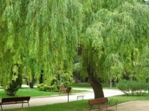 Tổ Tiên cảnh báo: Đừng trồng cây dữ trước nhà, lộc vào cửa cũng hóa hư – Đây là những loại cây kiêng kỵ