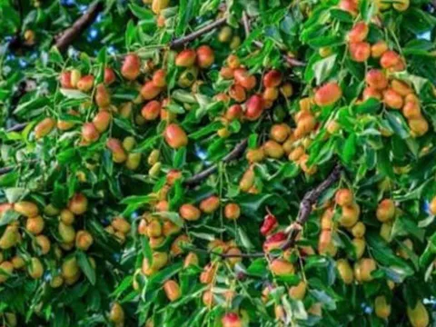 Tổ tiên cảnh báo: Không chặt 2 loại cây này, rủi ro không vào, đói nghèo không đến – Bạn biết chưa?