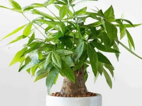 4 loại cây nên có trong phòng khách: 10 nhà đặt thì 9 nhà giàu, chưng 1 chậu để gia đình thịnh vượng