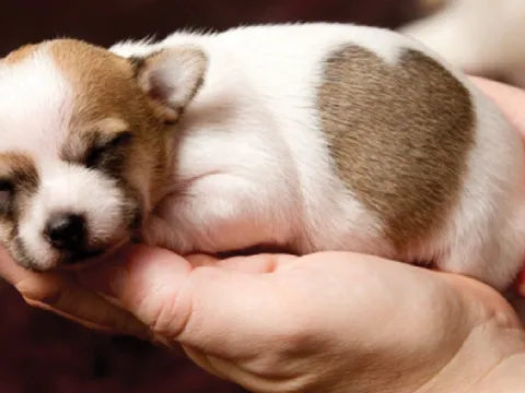 Cách nuôi chó con mau lớn và thông minh