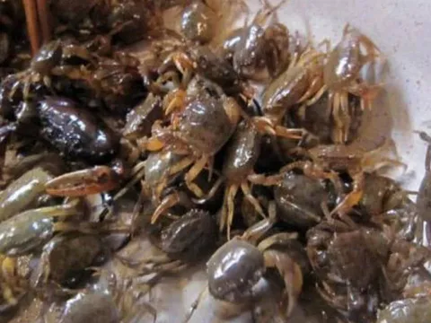 Luật cua tuyệt vời: 3 bí quyết giúp anh chị em hòa thuận mà không cần tụ tập