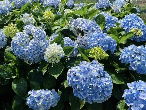 Lý do không nên trồng cẩm tú cầu trong nhà