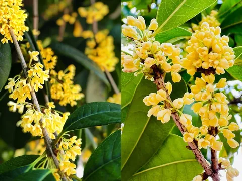 Người mệnh nào nên trồng cây Mộc Hương?