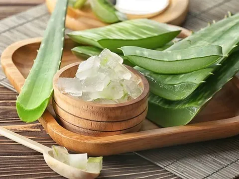 Nha đam – “cứu tinh” tự nhiên cho mái tóc hư tổn