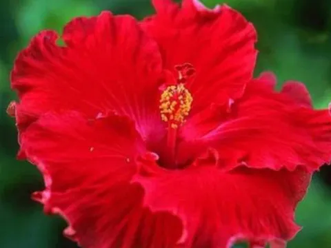 3 loại hoa đại kỵ tuyệt đối không đặt lên bàn thờ, kẻo rước xui xẻo và vận hạn vào nhà