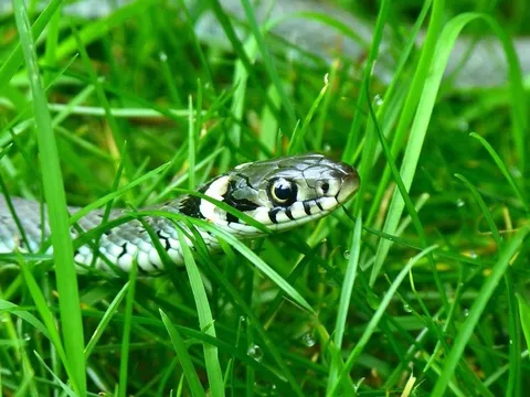 3 loại hoa dễ dụ rắn vào nhà, ai đang trồng phải thật cẩn trọng