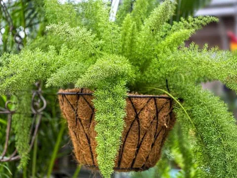 4 cây cảnh chiêu tài, gọi lộc nên đặt ở cửa hàng cửa hiệu