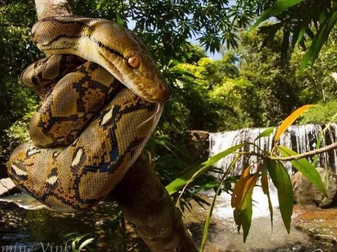 Loài vật dài nhất thế giới, Việt Nam cũng có cá thể dài gần 10 mét