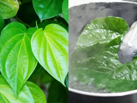 Lá Trầu Không có 5 công dụng chữa bệnh vô cùng hữu ích này
