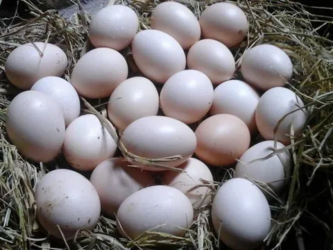 Những người không nên ăn trứng gà