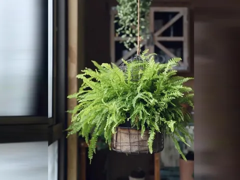 Cây dương xỉ hợp nhất 3 mệnh, trồng vào nhà Tiền Tài nở hoa