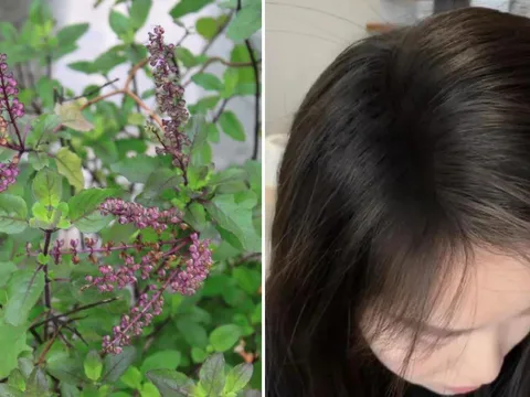 Mùa đông tóc khô rụng, lấy 5 loại lá này đun nước gội đầu, càng gội tóc con càng mọc nhiều
