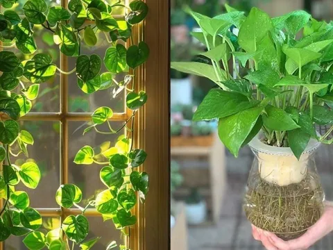 Trồng cây trầu bà trong nhà: Nên chú ý điều này kẻo gây hại