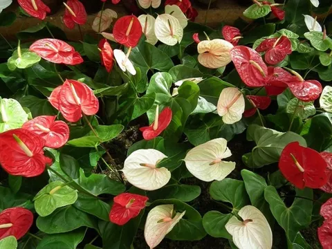 Người thuộc 2 Mệnh này trồng Cây Hồng Môn cực thu hút tài lộc, may mắn và thành công