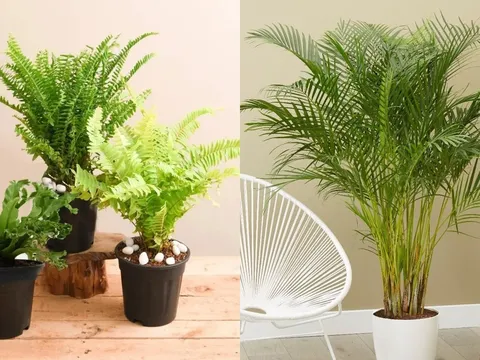 7 loại cây trong nhà giúp thanh lọc không khí, ngăn nấm mốc gây hại sức khỏe