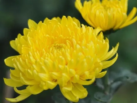 Cách cắm hoa cúc trên bàn thờ giúp chiêu tài, tụ lộc