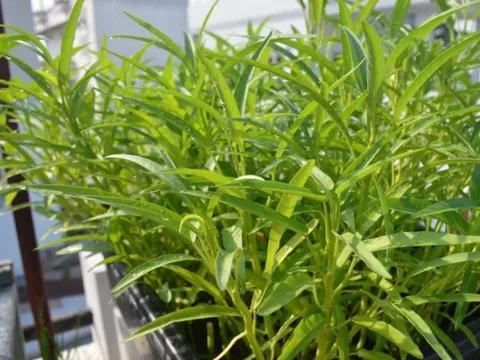 Loại rau cắm xuống đất là mọc xanh mơn mởn, axit folic gấp 8 lần táo