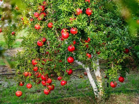 3 cách trồng cây để cân bằng Âm - Dương, tăng sinh khi và hút tài lộc vào nhà