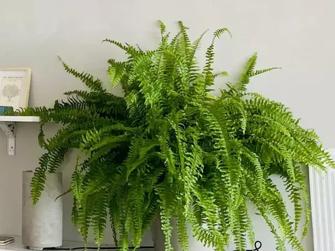 3 người thuộc Mệnh này, trồng cây dương xỉ cực tốt, hỗ trợ công việc và tài lộc