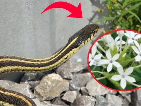 6 dấu hiệu chứng tỏ rắn ở trong vườn nhà bạn, xử lý ngay