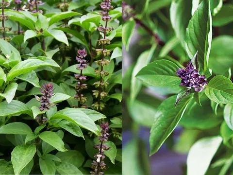 Cách dùng rau húng quế giúp giảm căng thẳng và ngủ ngon, đơn giản và tiết kiệm