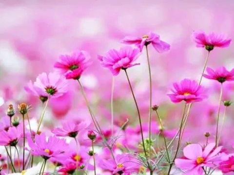 3 giờ sinh Âm lịch của người nhân hậu, phúc khí dày, được quý nhân phù trợ suốt đời