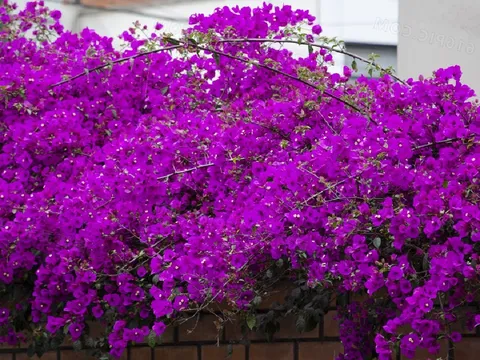 3 việc cần làm để hoa giấy nở đúng dịp Tết