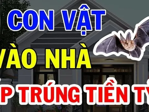 4 con vật vào nhà mang theo phúc khi: Đừng dại đuổi đi