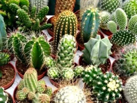 Cảnh báo chủ cửa hàng: 3 vật phẩm tuyệt đối không bày kẻo hao tài, vận xui ập đến