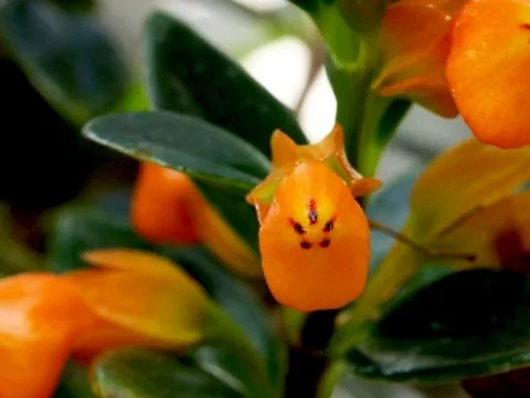 Trồng 1 cây cảnh này trong nhà, không chỉ tươi đẹp, sinh động, mà còn chiêu tài, hút lộc