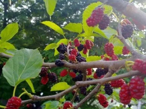 5 loại cây, 3 loại quả trồng trong nhà khiến hao tài, mất lộc – Nhiều gia đình không hề biết!