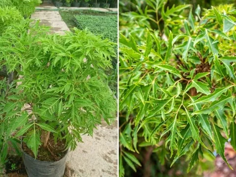 Cây Đinh Lăng trấn giữ của cải đừng trồng linh tinh: Đây chính là vị trí tốt nhất, đừng bỏ qua