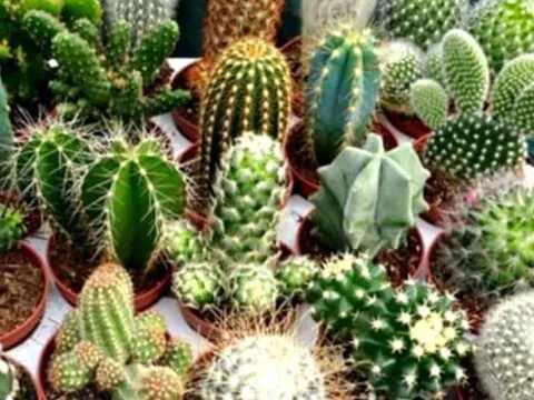 Đừng chủ quan: 3 vật phẩm tuyệt đối không nên bày ở cửa hàng kẻo tài vận sa sút, vận đen kéo đến