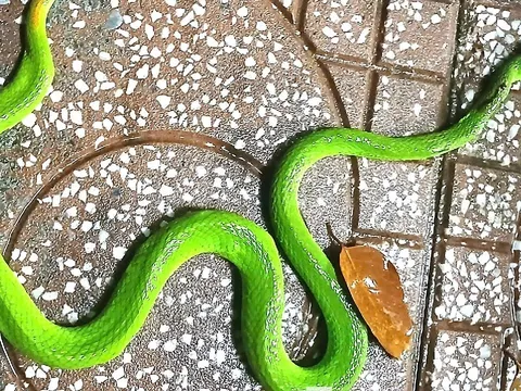 4 loài vật báo điềm xui, chớ coi thường khi thấy chúng trong nhà 