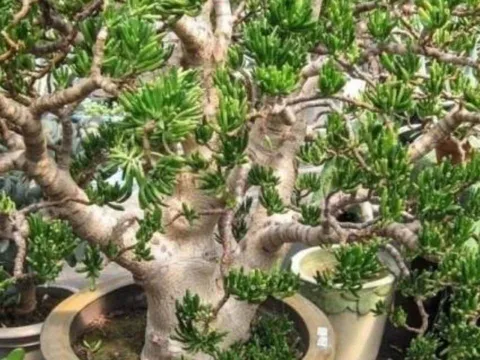 Cây cảnh ‘Tỳ Hưu hút tiền’ tốt hơn 10 chậu trầu bà: tuổi thọ tới 100 năm, gia chủ càng trồng càng phát