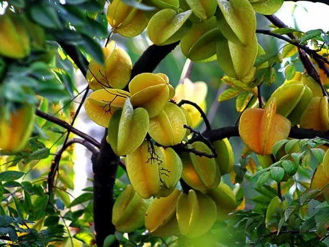 Vị trí trồng cây Khế giúp gia chủ thu hút tài lộc, giống Hũ Chôn Tiền cả nhà giàu to