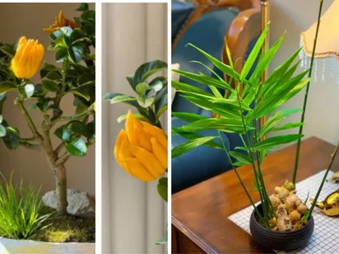 2 cây lên đời thành bonsai được chị em săn lùng Tết 2026: Vừa thơm sang chảnh lại hút trọn phúc khí
