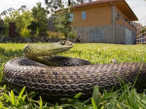 4 loại cây dụ rắn bò vào nhà, 4 cây khác rắn sợ run bần bật, là những cây nào?