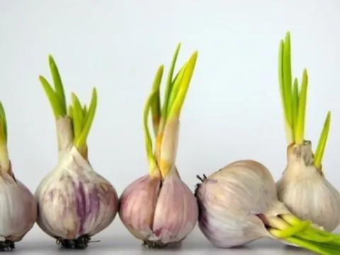 4 thực phẩm nảy mầm cực kỳ bổ dưỡng: Ai không biết vứt đi, cực kỳ lãng phí