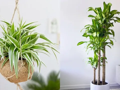Người giàu mê trồng 4 loại cây này: Chiêu tài nạp phúc, lọc khí độc, tốt cho sức khỏe