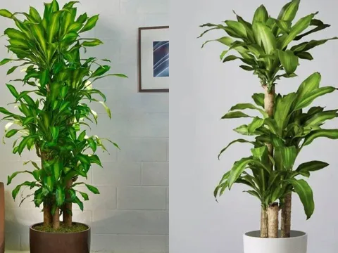 Trồng cây Thiết Mộc Lan trong nhà cần biết điều này kẻo tài lộc chưa tới đã thấy họa theo sau