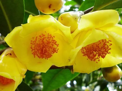 2 Cây cảnh có hoa thơm đẹp lại tốt cho sức khỏe, thuận phong thủy như có vàng có bạc trong nhà