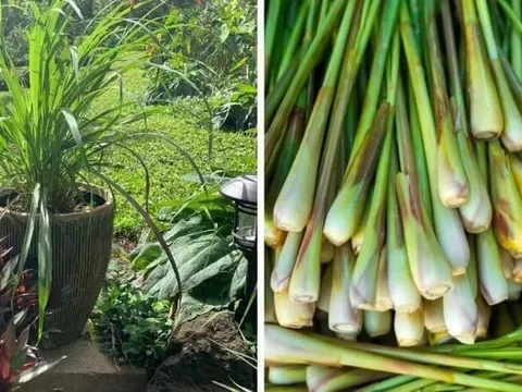 4 loại cây đuổi muỗi, hút sạch cặn bẩn không khí trong nhà