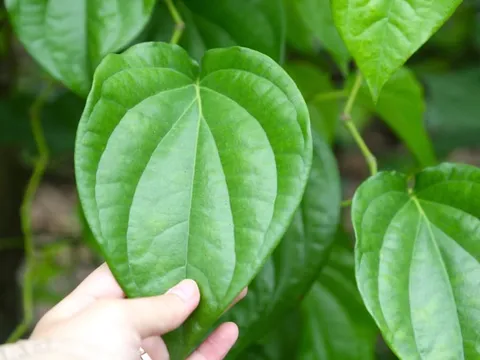 Lợi ích quý giá của lá trầu không, biết sớm hưởng nhiều