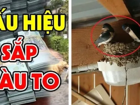 4 con vật “mát vía” vào nhà nào nhà đấy Lộc To, Tiền tự tìm đến