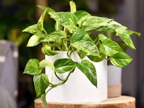 Người thuộc 2 mệnh này trồng cây trầu bà giúp đổi vận, lộc đến ào ào